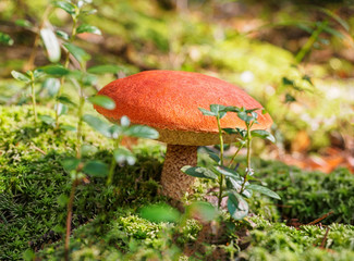 Big aspen mushroom in a forest in autumn. Forest mushroom picking season. Red-capped scaber stalk....
