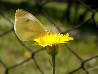white butterfly on yellow flower