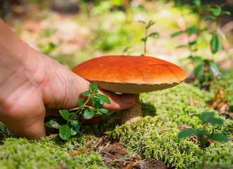 Male hand pick a big aspen mushroom in a forest in autumn. Forest mushroom picking season. Red-capped scaber stalk. Edible boletes. A big beautiful mushroom with a red hat grows in a moss forest