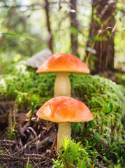 Two big aspen mushrooms in a forest in autumn. Forest mushroom picking season. Red-capped scaber stalk. Edible boletes. A big beautiful mushroom with a red hat grows in a moss forest