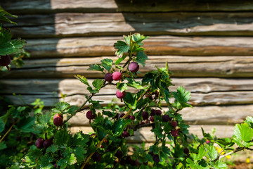 Fototapeta na wymiar Gooseberry bush with juicy ripe red purple and bright green yellow leaves in the sunlight in the garden, in the village. On the background of a wooden logs wall.