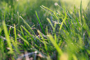 Obraz premium Green side of summer