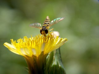 one small wasp on a yellow flower