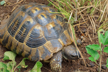 Turtle on it's way