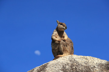 Mareeba rock wallabies at Granite Gorge, Queensland Australia