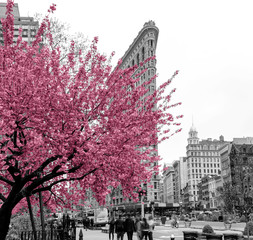 Pink flowers blossom on a tree in a black and white cityscape scene with people walking through Madison Square Park in Midtown Manhattan, New York City