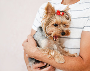Young man playing with puppy yorkshire terrier