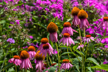 The Purple Coneflower ( Echinacea purpurea) in a botanical garden