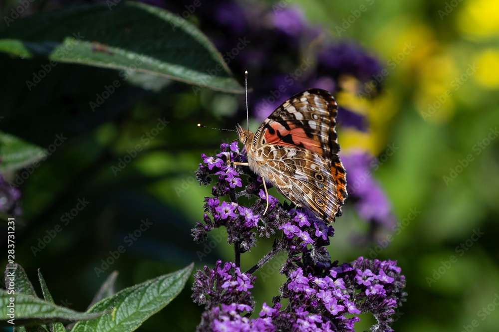 Sticker Butterfly on flower in botanical garden