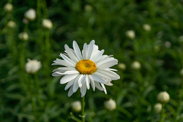 Obraz premium Flowering garden large chamomile. Bush chamomile varieties Leucanthus and Alaska.