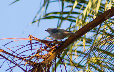 House Sparrow (Passer domesticus) on a branch
