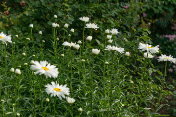 Flowering garden large chamomile. Bush chamomile varieties Leucanthus and Alaska.