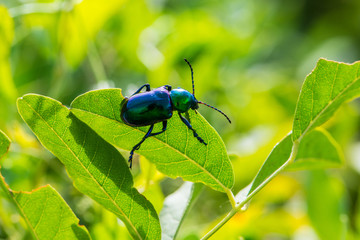 Leaf beetle Chrysochares asiaticus  in summer day