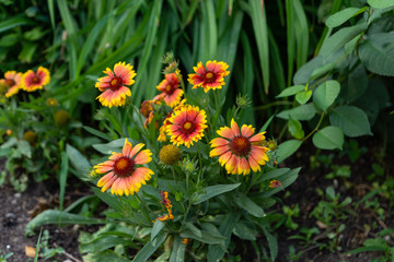 Beautiful orange garden flowers. Flowering in the Park, in the garden of lilies and Cynia.