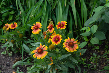 Beautiful orange garden flowers. Flowering in the Park, in the garden of lilies and Cynia.