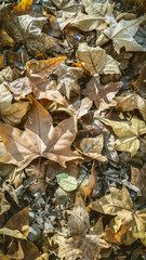 natural background of beautiful autumn leaves