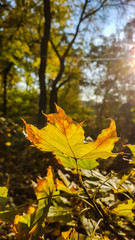  natural background of beautiful autumn leaves