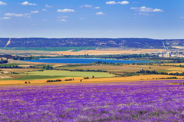 Fototapeta na wymiar Field of wheat and lavender field in Crimea.