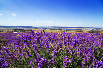 Fototapeta na wymiar Lavender field in the Crimea. Magnificent summer landscape.