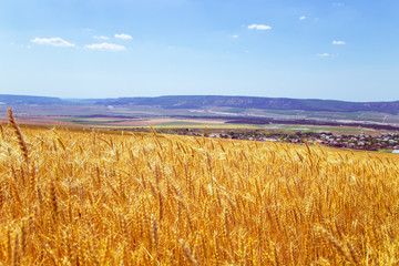 Wheat field in Crimea. Summer day