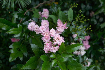 Flowering garden decorative rose bush. A pink bush blooms under a pine tree. Rose bush among garden plants.