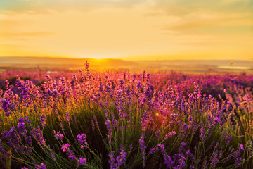 Lavender field at sunset. Great summer landscape.