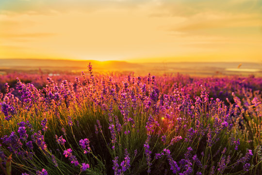 Lavender field at sunset. Great summer landscape. © lizavetta