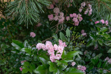 Flowering garden decorative rose bush. A pink bush blooms under a pine tree. Rose bush among garden plants.