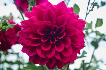 Bright juicy raspberry flower close up