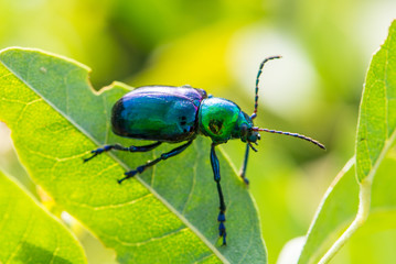Leaf beetle Chrysochares asiaticus  in summer day