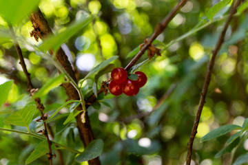 Red, juicy, ripe currants in the garden. A bush of ripe and juicy black currants with green leaves.