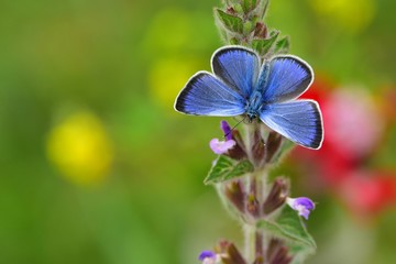 Fototapeta premium Glaucopsyche alexis 585