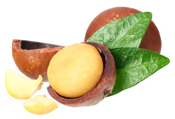 Macadamia nut with green leaves isolated on a white background