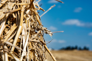 ears of wheat on a background of blue sky