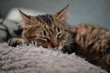 Beatiful young grey Cat portrait