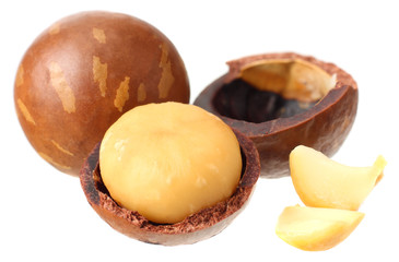 Macadamia nut isolated on a white background