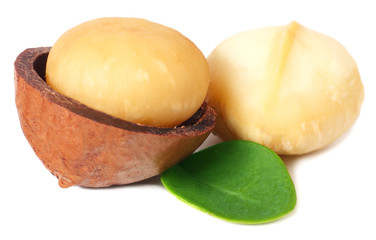 Macadamia nut with green leaves isolated on a white background