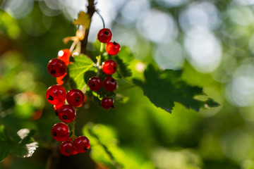 Branches of red and black currant. Bright, ripe, juicy berries of black and red currants. Ripe berries glow in the sun.