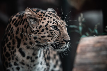 Beautiful portrait of a predatory animal. Leopard. Male.