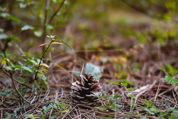pine cones in a pine forest