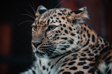 Obraz na płótnie Canvas Beautiful portrait of a predatory animal. Leopard. Male.
