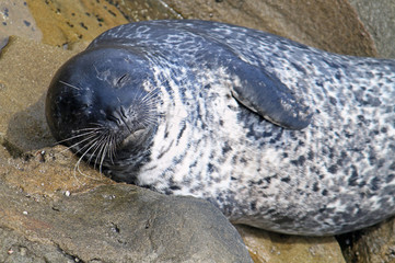 Sleeping seal at the coast of San Diego, California