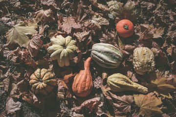 Autumn festival of harvest of decorative halloween pumpkins