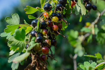 Branches of red and black currant. Bright, ripe, juicy berries of black and red currants. Ripe berries glow in the sun.