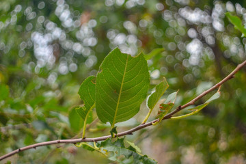  natural background of beautiful autumn leaves
