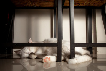 Cat cute little ginger kitten in the fluffy pet comfortably settled is asleep feeling and Lying under the table happy in the morning.