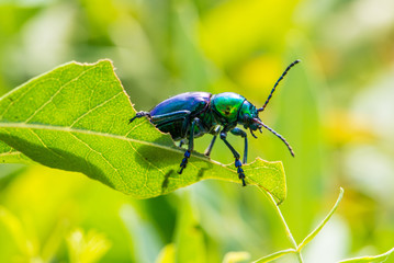Naklejka premium Leaf beetle Chrysochares asiaticus in summer day
