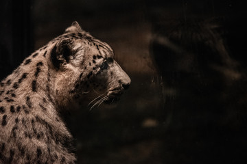 Beautiful portrait of a predatory animal. Leopard. Male.