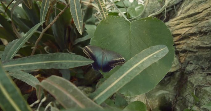 Blue Butterfly sitting on a leaf in Vienna's Butterfly House, Austria