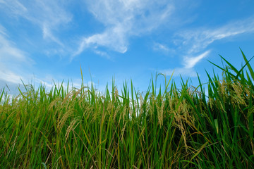 Grain that is ready to be harvested